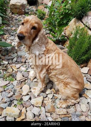 Cocker Spaniel Hund, Saeugetier Stockfoto