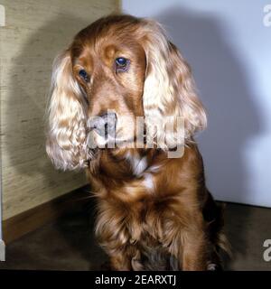 Cocker Spaniel, Roter Stockfoto