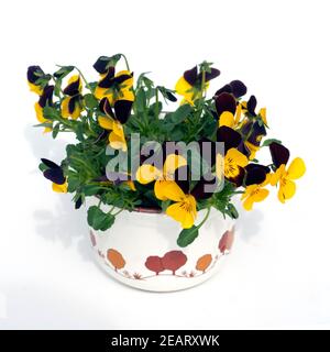 Horn-Veilchen, Viola cornuta Stockfoto