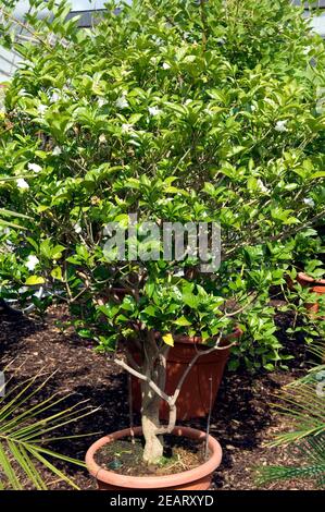 Schrubben Jasmin Stockfoto