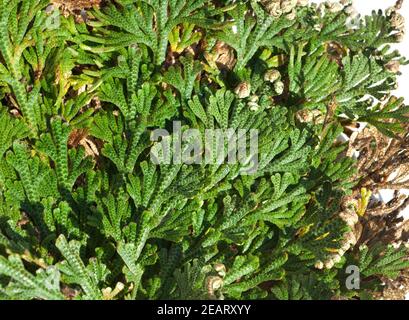 Echte, Rose von Jericho, Anastasica, hierochuntica, Wuestenrose Stockfoto