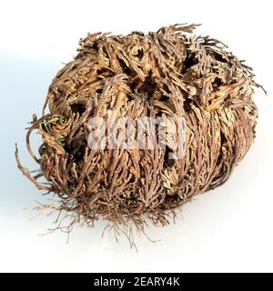 Echte, Rose von Jericho, Anastasica, hierochuntica, Wuestenrose Stockfoto