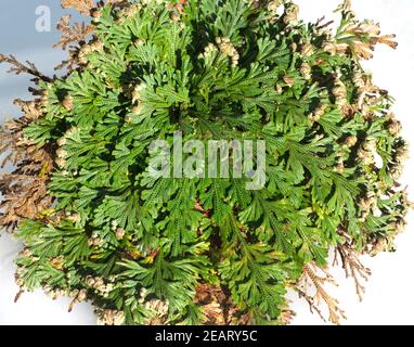 Echte, Rose von Jericho, Anastasica, hierochuntica, Wuestenrose Stockfoto