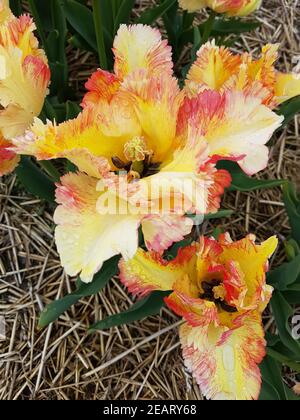 Tulipa Karibischer Papagei, Tulpenbluete Stockfoto