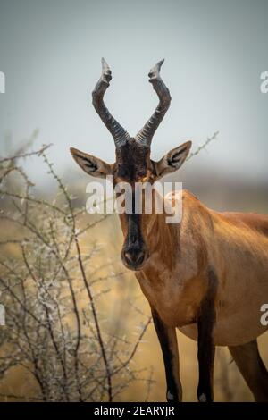 Nahaufnahme des roten Hartebeest, der in Büschen steht Stockfoto