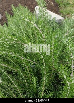 Rosmarin Rosmarinus, officinalis, Foxtail, Strauch, Heilpflanze Stockfoto