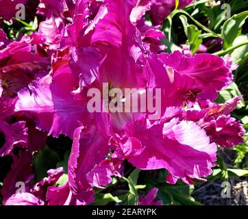 Tulipa, Negrita Papagei, Tulpenbluete Stockfoto