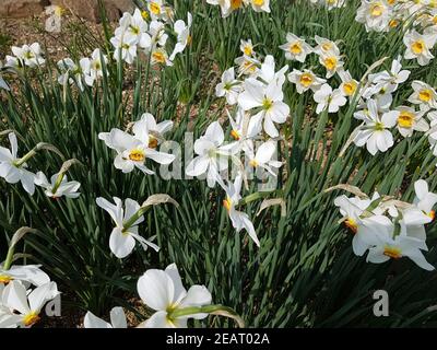 Dichternarzisse Narcissus, Poeticus Stockfoto