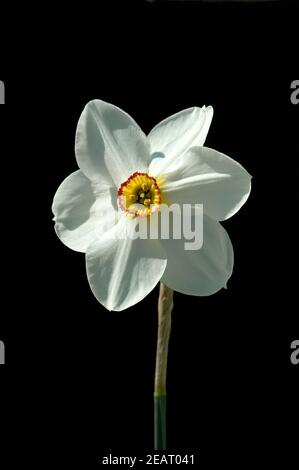 Dichternarzisse, Narcissus Poeticus Stockfoto