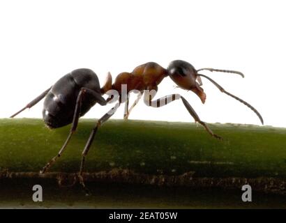 Rote, Waldameise Stockfoto