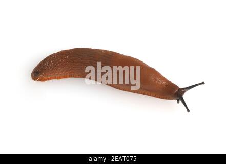 Rote Wegschnecke Stockfoto