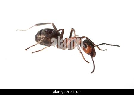 Rote Waldameise Fuehler Ameise Formica rufa Stockfoto