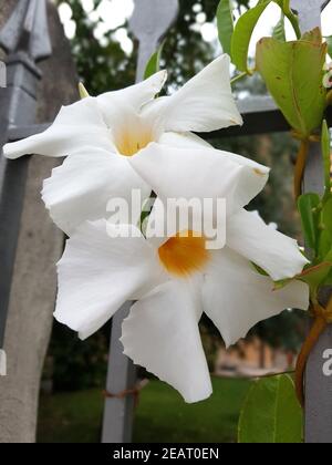 Dipladenia, Sanderi Sundaville Stockfoto