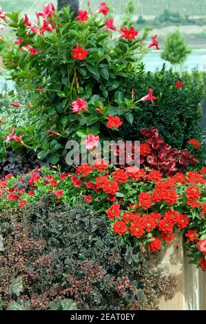 Dipladenia, Verbene, Kübel Stockfoto