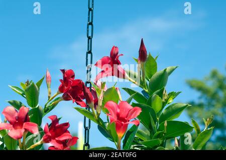 DIPLADENIA, Mandevilla Hybride Stockfoto
