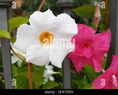 Dipladenia, Sanderi Sundaville Stockfoto