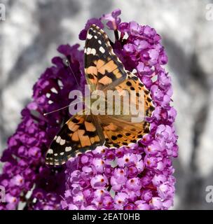Distelfalter, Cynthia, cardui, Schmetterlingsstrauch Stockfoto