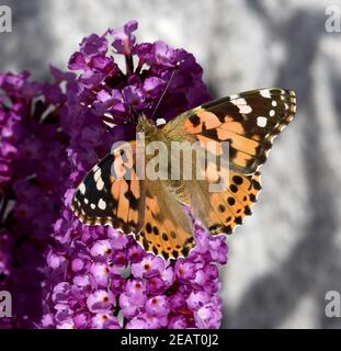 Distelfalter, Cynthia, cardui, Schmetterlingsstrauch Stockfoto