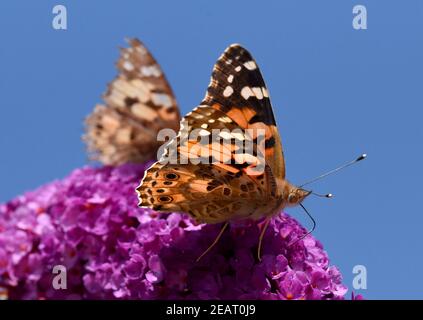 Distelfalter, Cynthia, cardui, Schmetterlingsstrauch Stockfoto