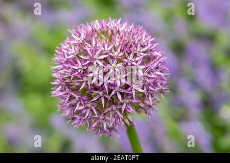 Nahaufnahme von Allium Hollandicum / Purple Sensation blüht im Mai in einem Garten in England, Großbritannien Stockfoto