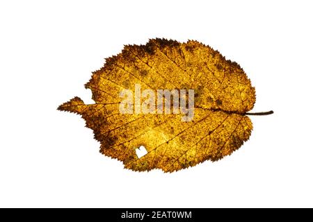 Gefallenes Haselblatt beginnt auf weißem Hintergrund zu verfallen Stockfoto