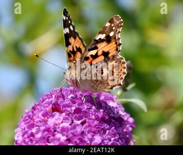 Distelfalter, Cynthia, cardui, Schmetterlingsstrauch Stockfoto