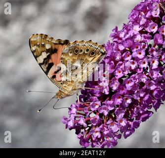 Distelfalter, Cynthia, cardui, Schmetterlingsstrauch Stockfoto