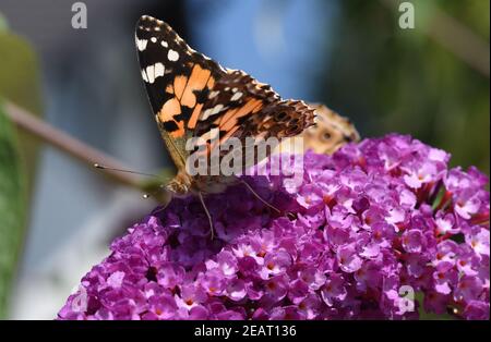 Distelfalter, Cynthia, cardui, Schmetterlingsstrauch Stockfoto