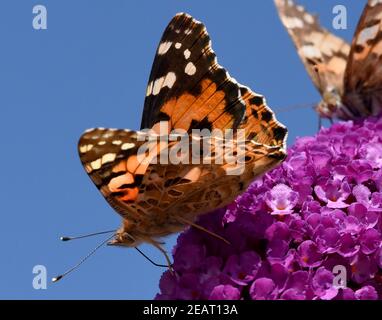 Distelfalter, Cynthia, cardui, Schmetterlingsstrauch Stockfoto