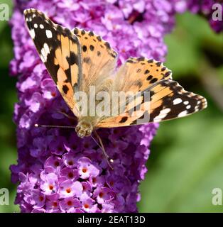 Distelfalter, Cynthia, cardui, Schmetterlingsstrauch Stockfoto