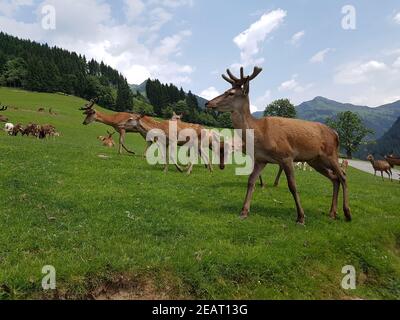 Rothrsch, Cervus elaphus, Rotwild Stockfoto