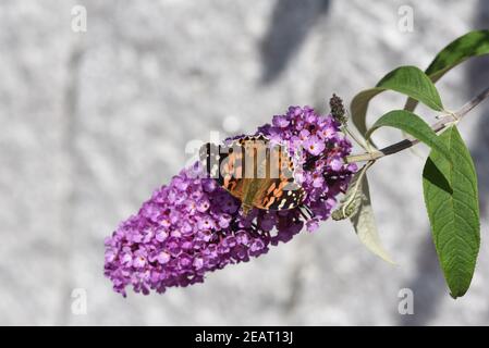 Distelfalter, Cynthia, cardui, Schmetterlingsstrauch Stockfoto