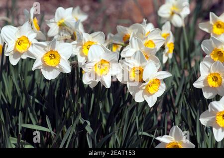 Unvergleichliche Narzisse Narcissus x incomparabilis Stockfoto