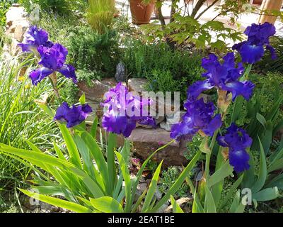 Schwertlilie, Iris Barbata-Elatior, Blue Rhythm Stockfoto
