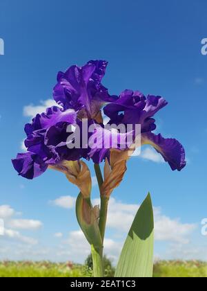 Schwertlilie, Iris Barbata-Elatior, Blue Rhythm Stockfoto
