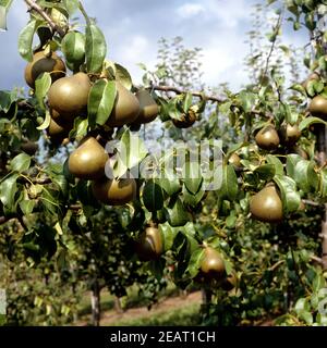Uta Birne Stockfoto