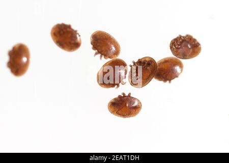 Varroamilbe, Varroa, Destruktor Stockfoto