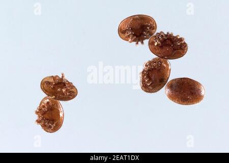 Varroamilbe, Varroa, Destruktor Stockfoto