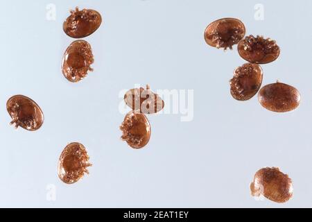 Varroamilbe, Varroa, Destruktor Stockfoto