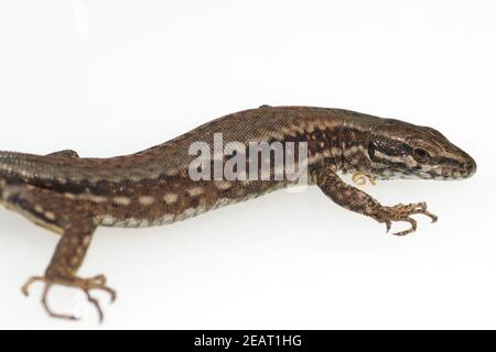 Mauereidechse, Podarcis, muralis Stockfoto