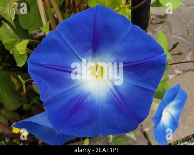 Dreifarbige Prunkwinde Ipomoea purea tricolor Stockfoto