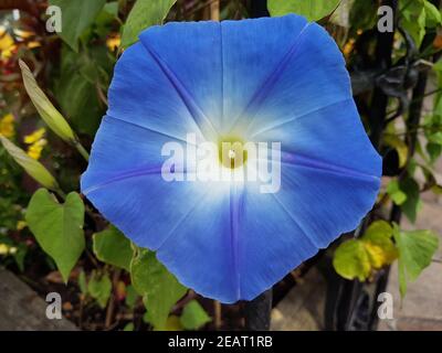 Dreifarbige Prunkwinde Ipomoea purea tricolor Stockfoto