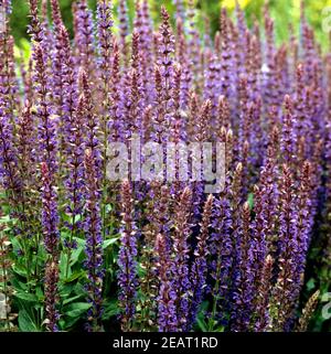 Salbei Salvia Superba ostfriesland Stockfoto