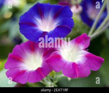 Dreifarbige Prunkwinde Stockfoto