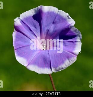 Trichterwinde Ipomoea purpurea Stockfoto