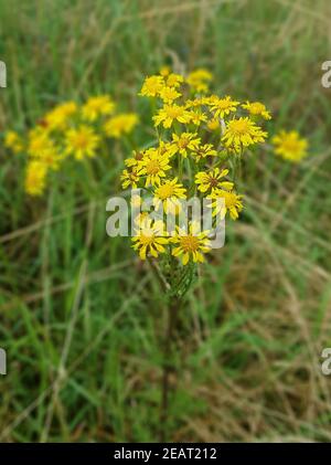 Jakobs-Kreuzkraut Senecio jacobeae, Giftpflanze Stockfoto