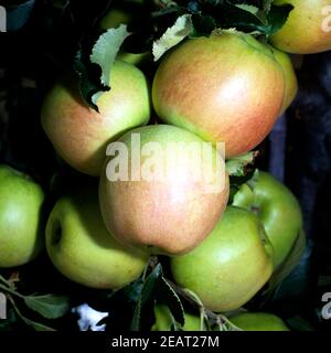 Jonagold Schneider Apfel Stockfoto