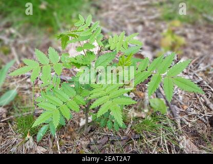 Eschensproessling, Esche, Fraxinus, Excelsior Stockfoto