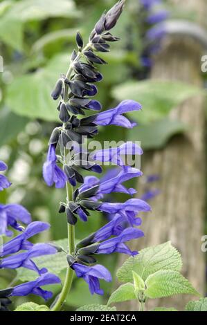 Salbei; Salvia Guarinitica, Heilpflanzen, Stockfoto