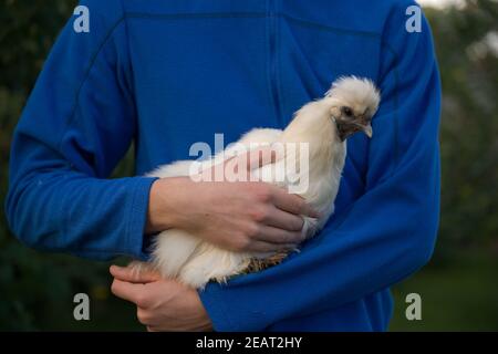 Junge in blauen Pullover hält Haustier weißen Silkie Huhn in Abendlicht Stockfoto